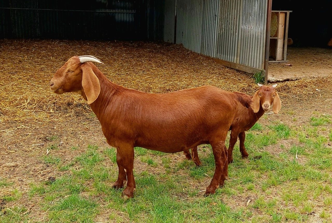 Kalahari Red Goat Breeder Australia Seven Oaks Kalahari Reds